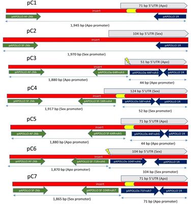 Sex- versus apomixis-specific polymorphisms in the 5′UTR of APOLLO from Boechera shift gene expression from somatic to reproductive tissues in Arabidopsis